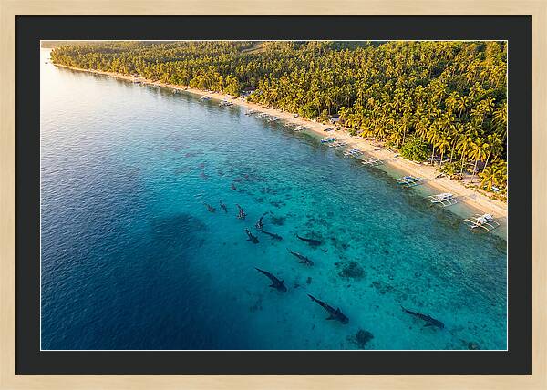 Oslob Whale Sharks In Tranquil Waters