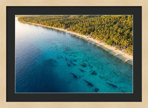 Oslob Whale Sharks In Tranquil Waters