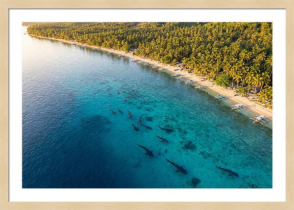 Oslob Whale Sharks In Tranquil Waters