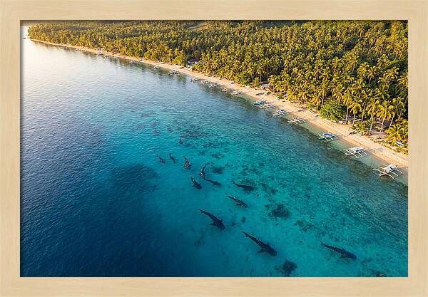 Oslob Whale Sharks In Tranquil Waters