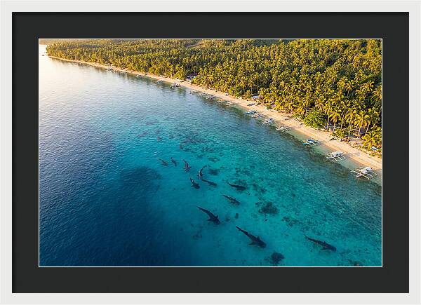 Oslob Whale Sharks In Tranquil Waters