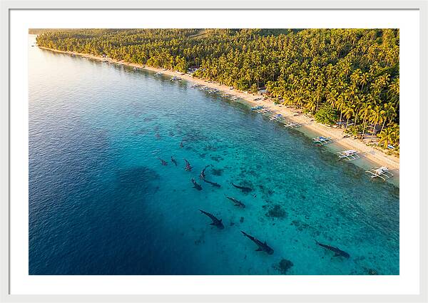 Oslob Whale Sharks In Tranquil Waters