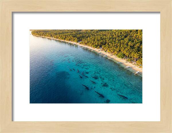 Oslob Whale Sharks In Tranquil Waters