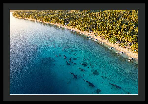 Oslob Whale Sharks In Tranquil Waters