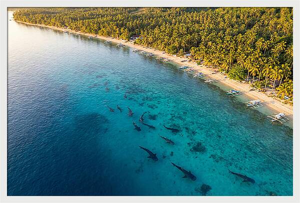 Oslob Whale Sharks In Tranquil Waters