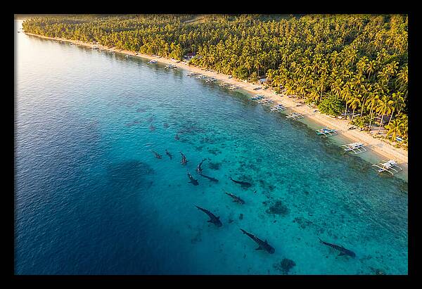 Oslob Whale Sharks In Tranquil Waters