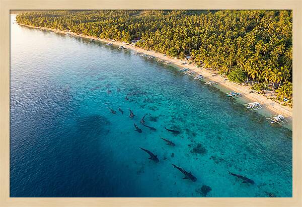 Oslob Whale Sharks In Tranquil Waters
