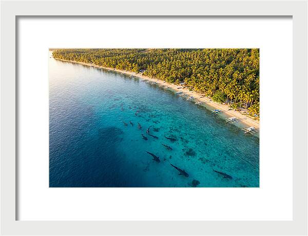 Oslob Whale Sharks In Tranquil Waters