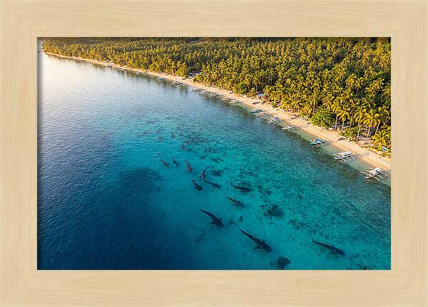 Oslob Whale Sharks In Tranquil Waters