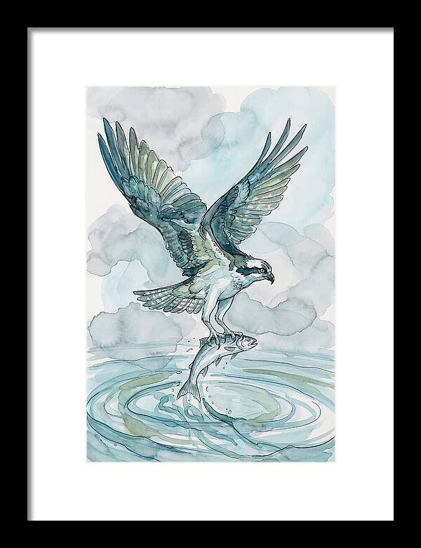 Osprey Catching Fish