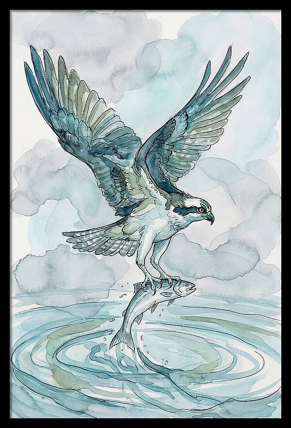 Osprey Catching Fish