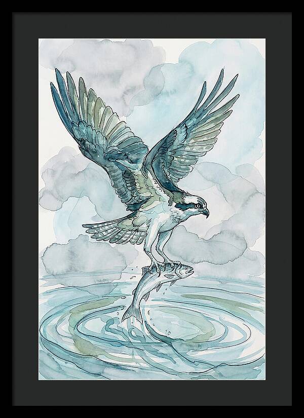 Osprey Catching Fish