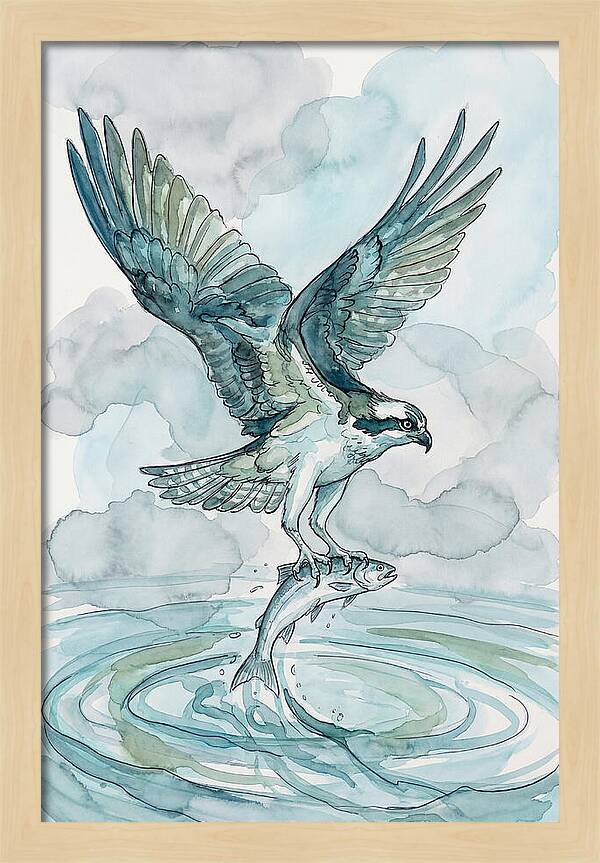 Osprey Catching Fish