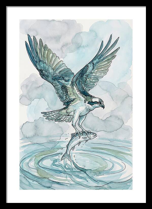 Osprey Catching Fish
