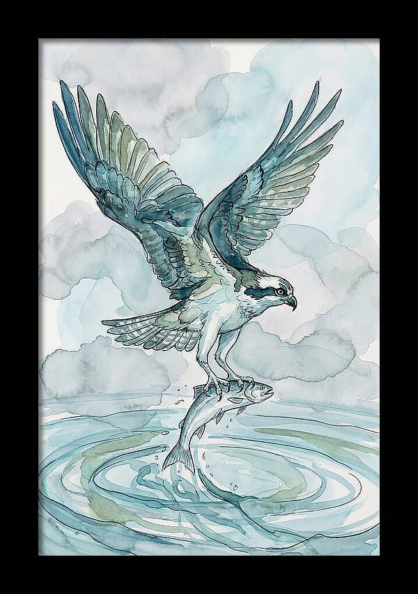 Osprey Catching Fish
