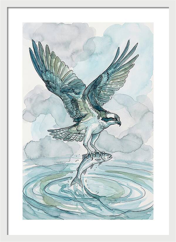 Osprey Catching Fish