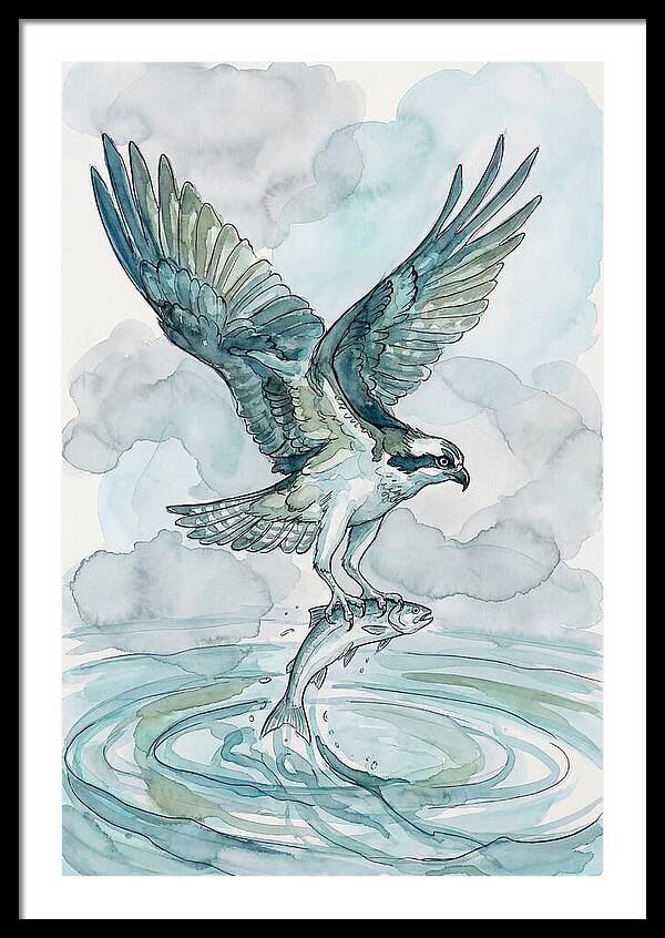 Osprey Catching Fish