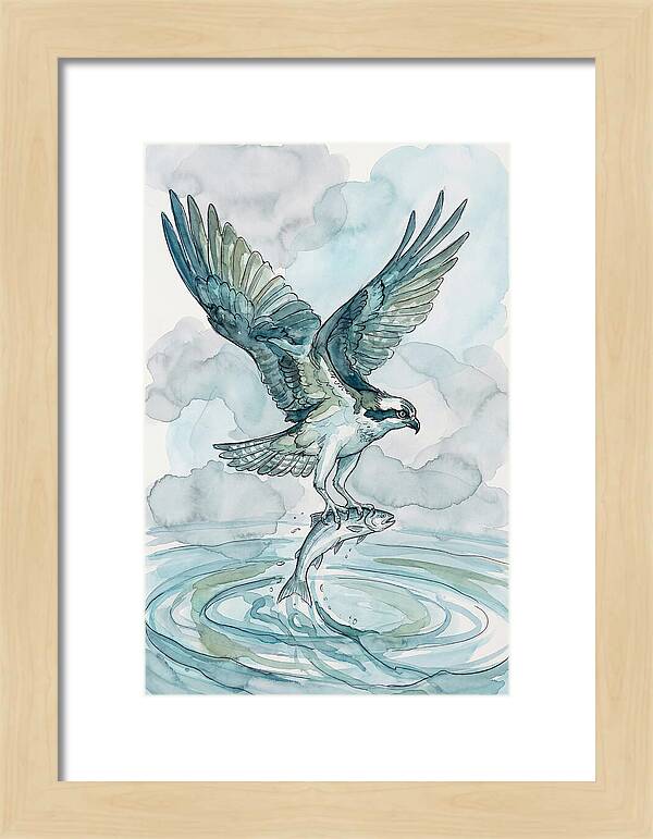 Osprey Catching Fish