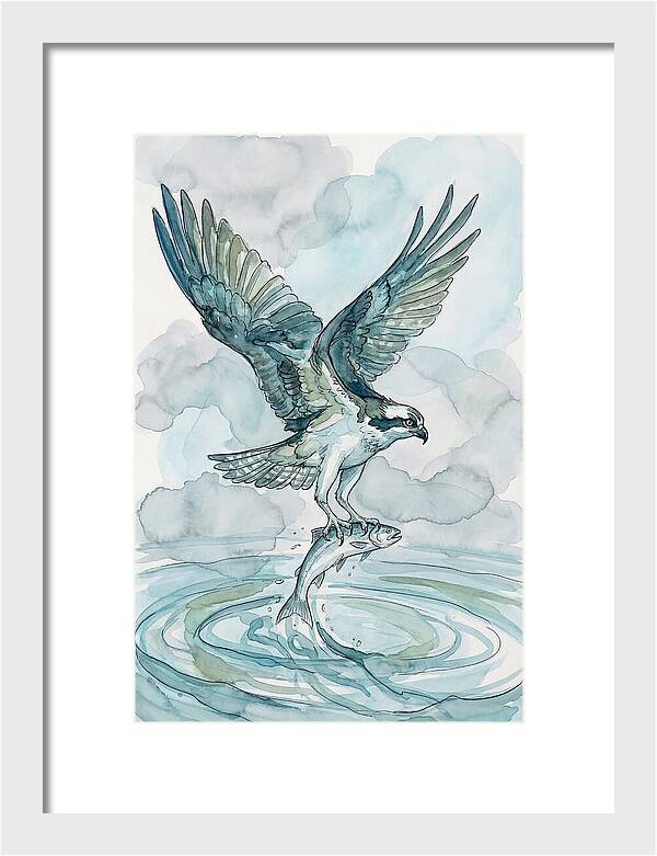 Osprey Catching Fish