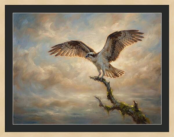 Osprey In Majestic Flight