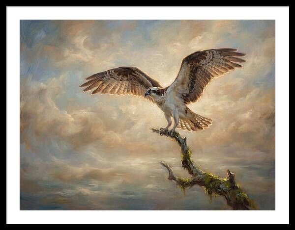 Osprey In Majestic Flight