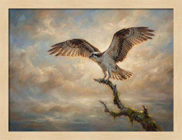 Osprey In Majestic Flight