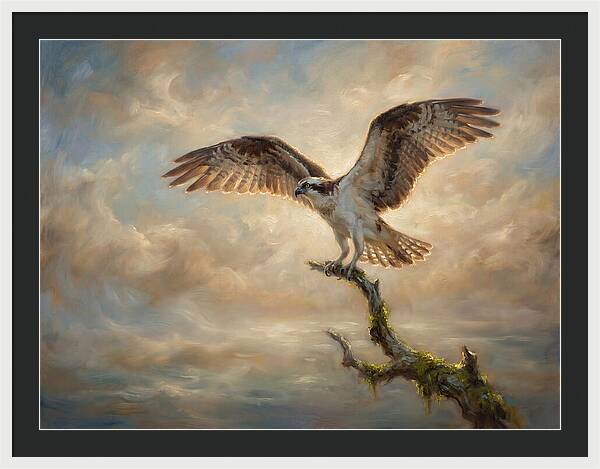 Osprey In Majestic Flight