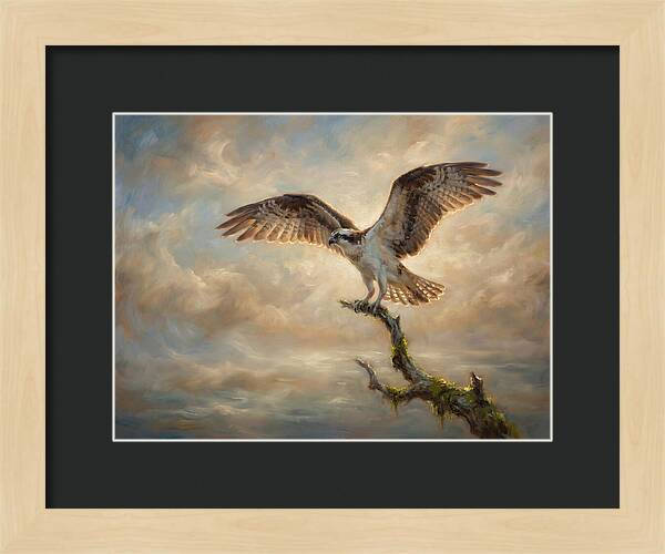 Osprey In Majestic Flight