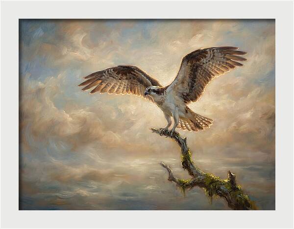 Osprey In Majestic Flight