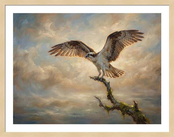Osprey In Majestic Flight