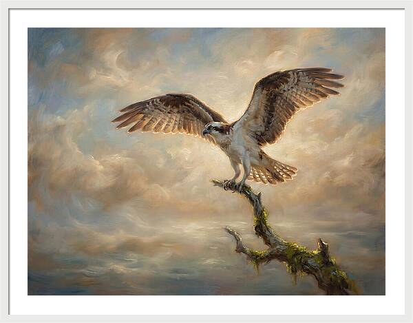 Osprey In Majestic Flight