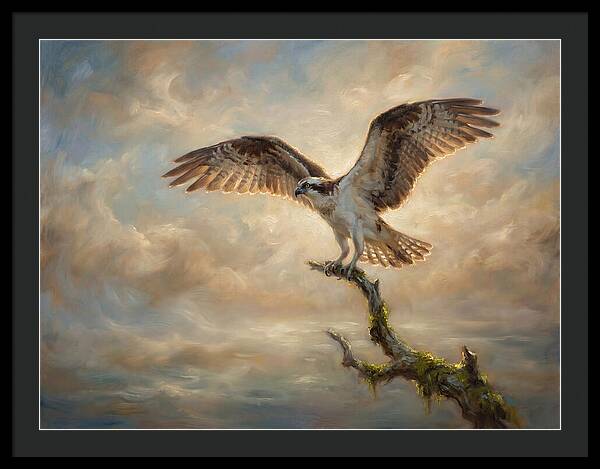 Osprey In Majestic Flight