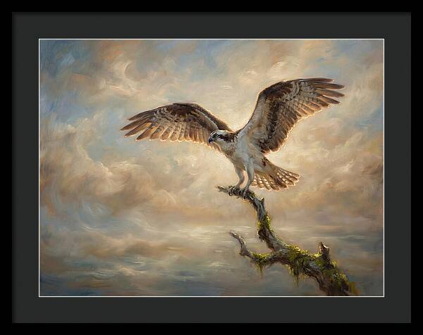 Osprey In Majestic Flight