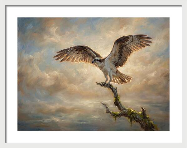 Osprey In Majestic Flight