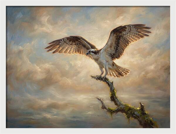 Osprey In Majestic Flight