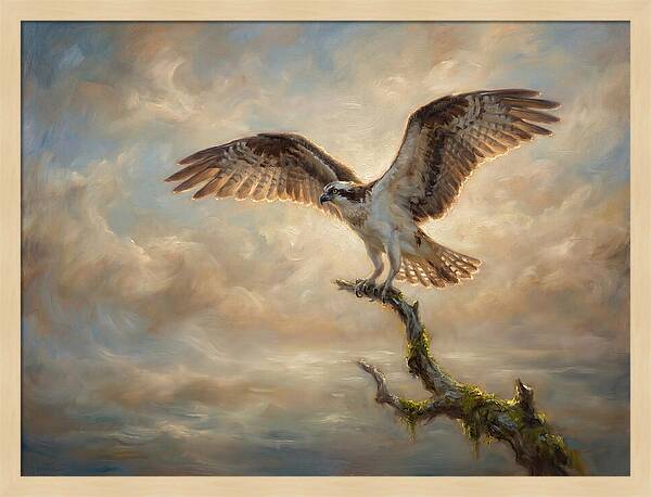 Osprey In Majestic Flight