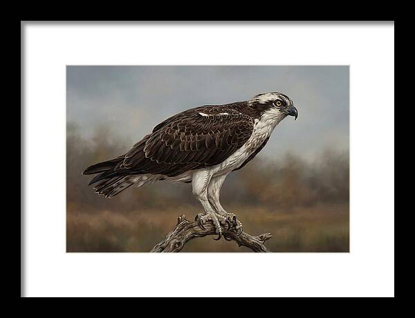 Osprey Perched In Nature
