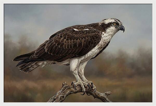 Osprey Perched In Nature