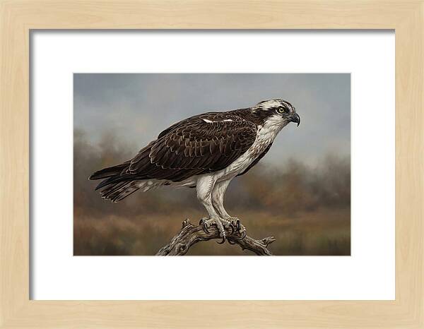 Osprey Perched In Nature