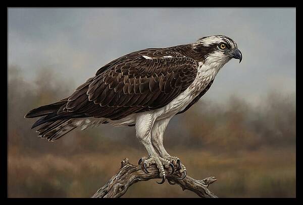 Osprey Perched In Nature