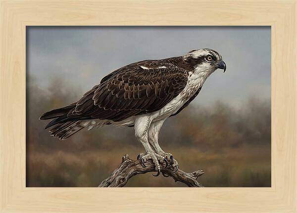 Osprey Perched In Nature