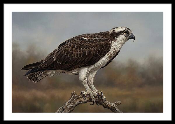 Osprey Perched In Nature