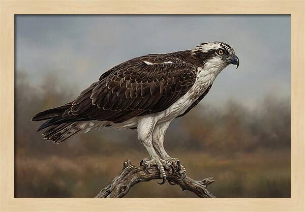 Osprey Perched In Nature