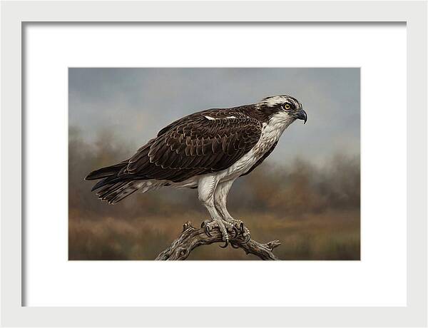 Osprey Perched In Nature