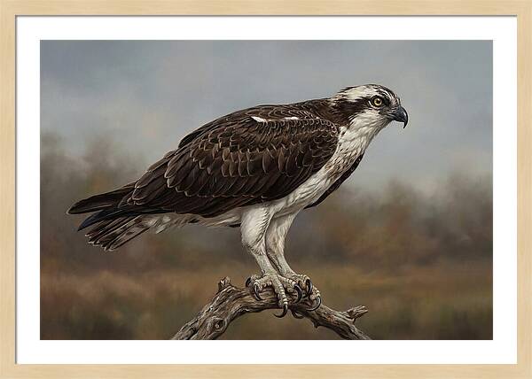 Osprey Perched In Nature