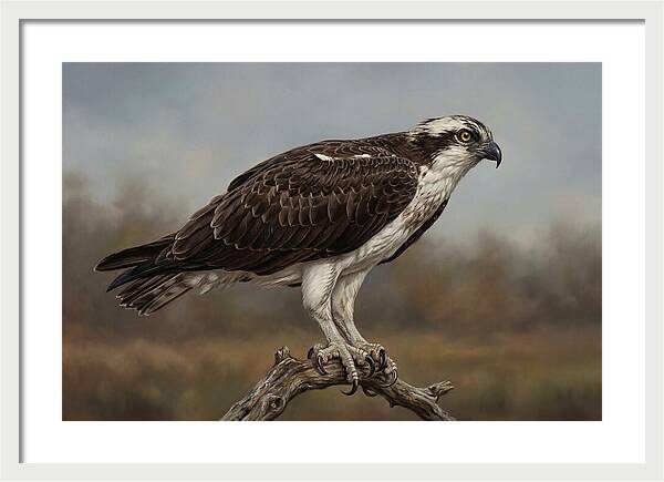 Osprey Perched In Nature
