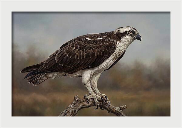Osprey Perched In Nature