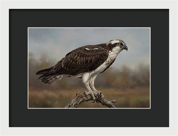 Osprey Perched In Nature