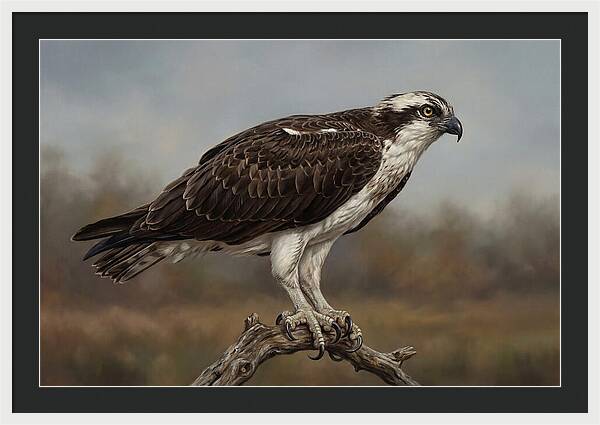 Osprey Perched In Nature
