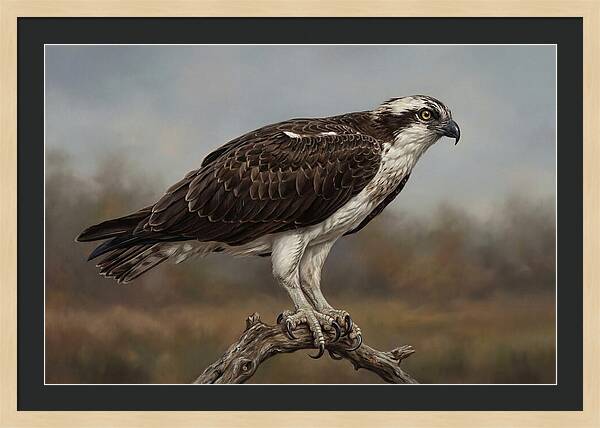 Osprey Perched In Nature